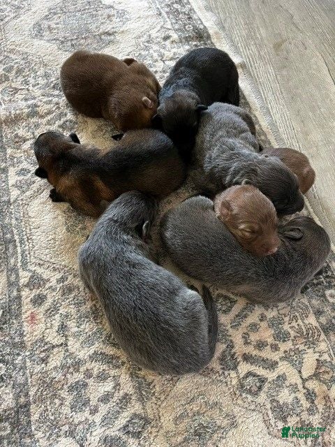 German Shepherd dogs Black tan Sable  - Ad 19