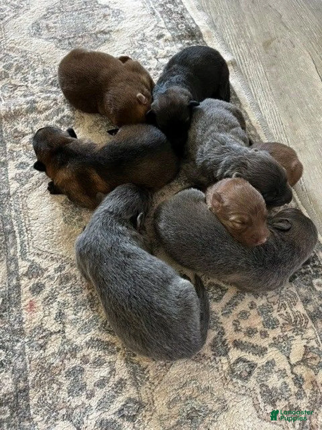 German Shepherd dogs for sale: Black tan Sable  - Ad 1