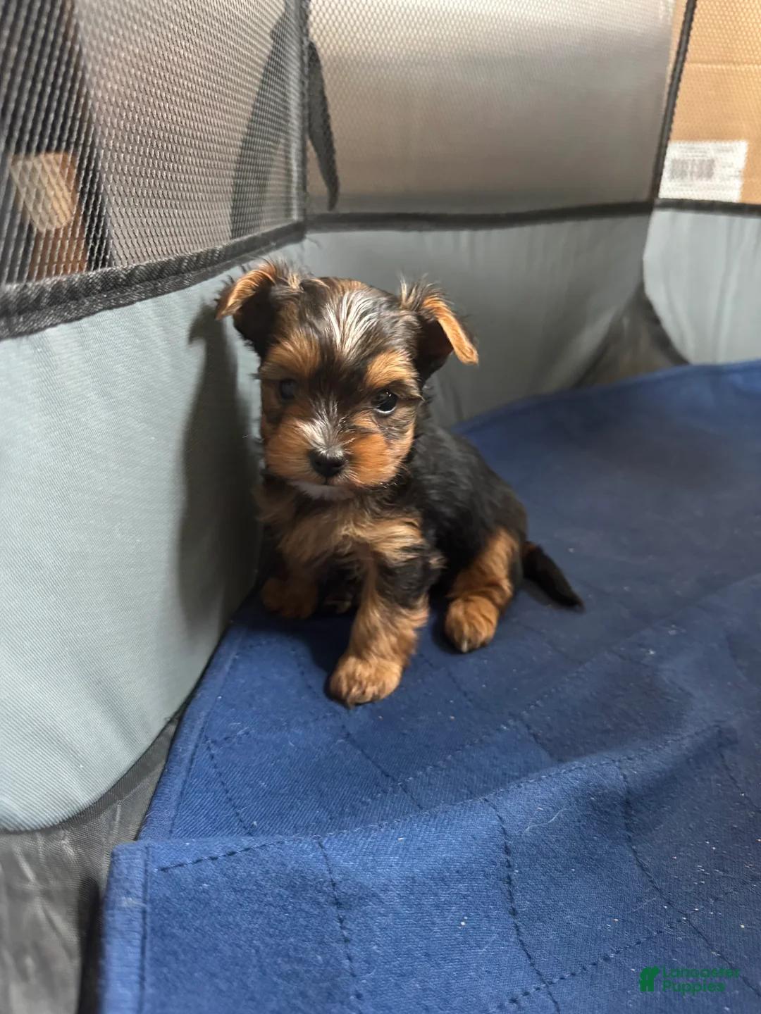 Yorkshire Terrier dogs for sale: Stripe - Ad 2