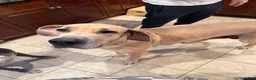 Great Dane dogs for sale: Great Dane 3 - Ad 5