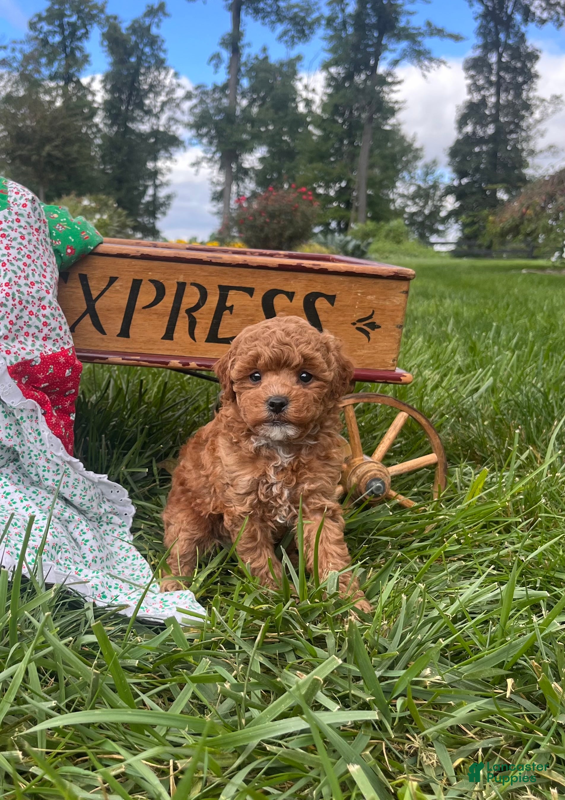 Miniature Poodle dogs Cooper❤️akc Genetic Tested - Ad 1