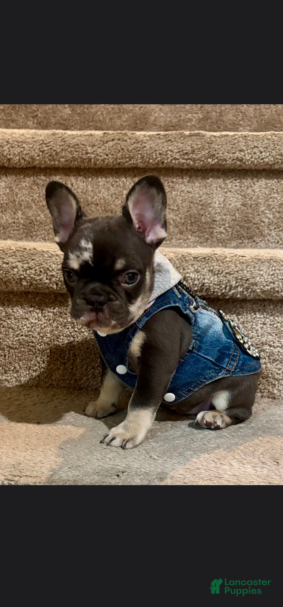 French Bulldog dogs for sale: French Bulldog 1 - Ad 28
