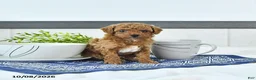 Toy Poodle dogs for sale: Nolan - Ad 2