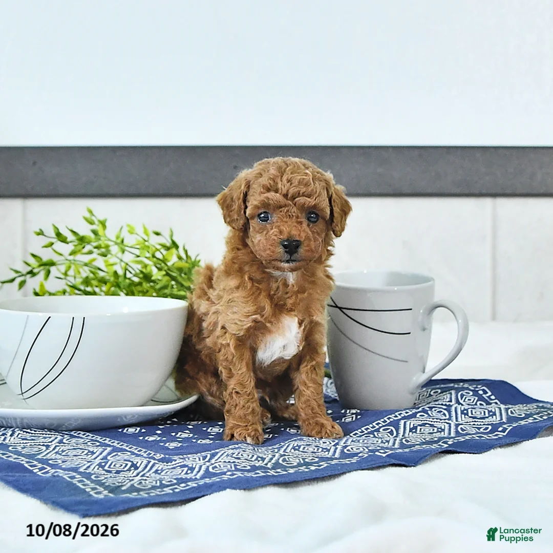 Toy Poodle dogs for sale: Nolan - Ad 2