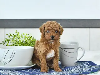 Toy Poodle dogs Nolan - Ad 2