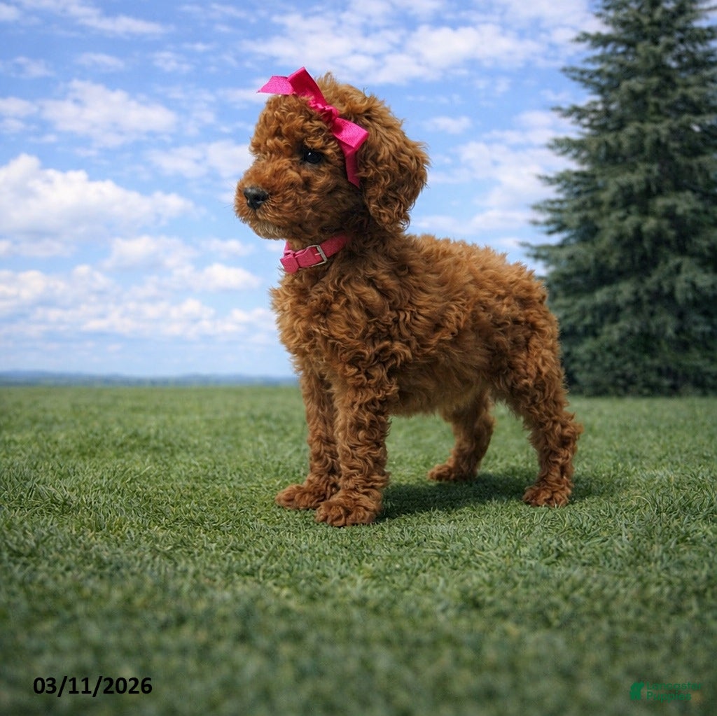 Miniature Poodle dogs Macy - Ad 1