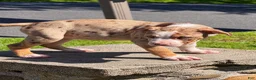 American Bully dogs for sale: The Olsen Twin - Ashley - Ad 1