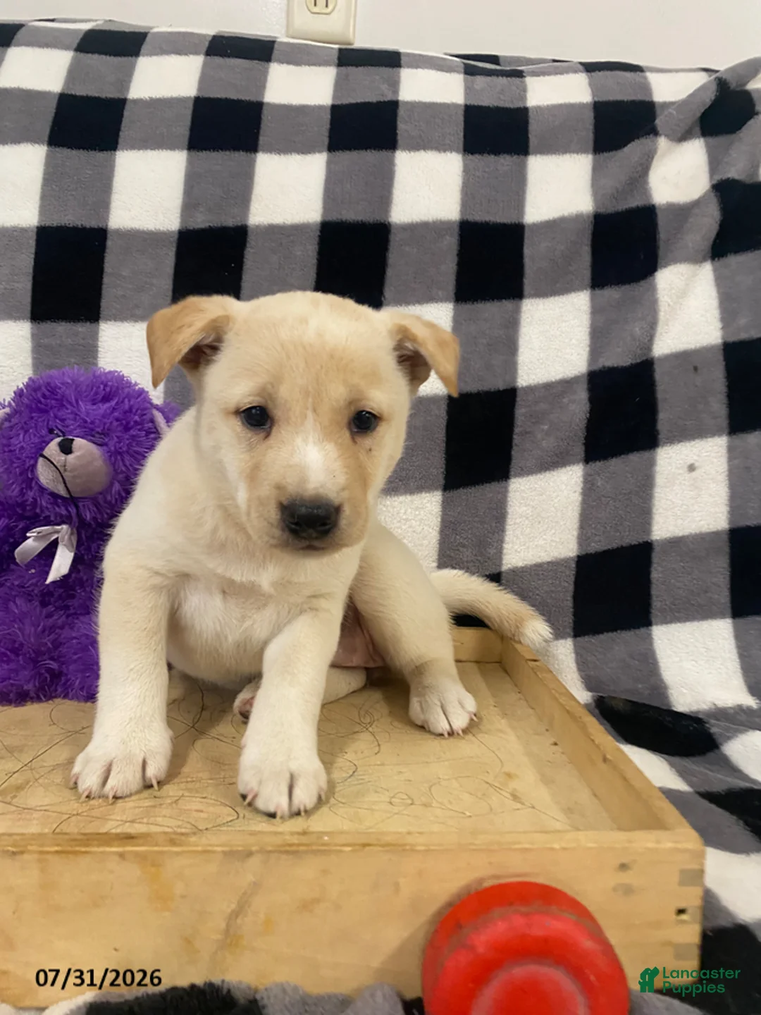 Mixed Breed dogs for sale: Candy - Ad 1