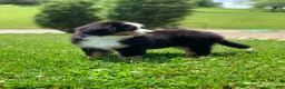 Bernese Mountain Dog dogs for sale: Teddy - Ad 10