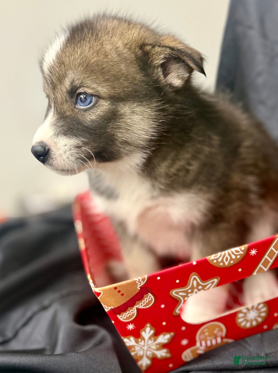 Mixed Breed dogs for sale: Noelle - Ad 4