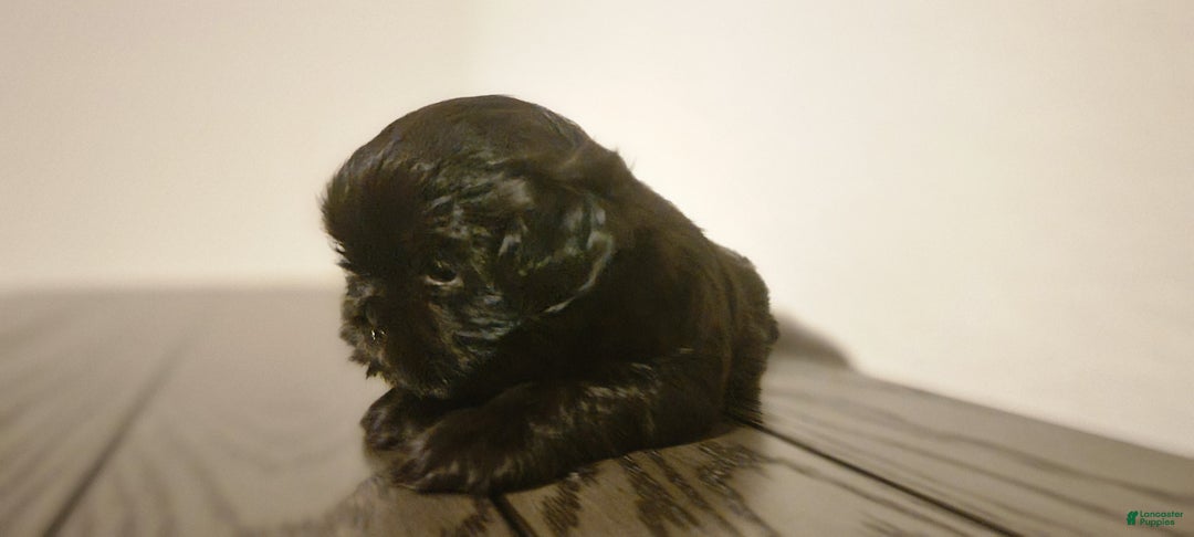 Shih Tzu dogs for sale: CHARLIE, Shih Tzu, Male, 10 weeks, AKC Champion Blood Line - Ad 10