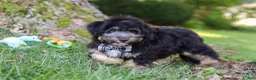 Mini Aussiedoodle dogs for sale: Austin - Ad 6