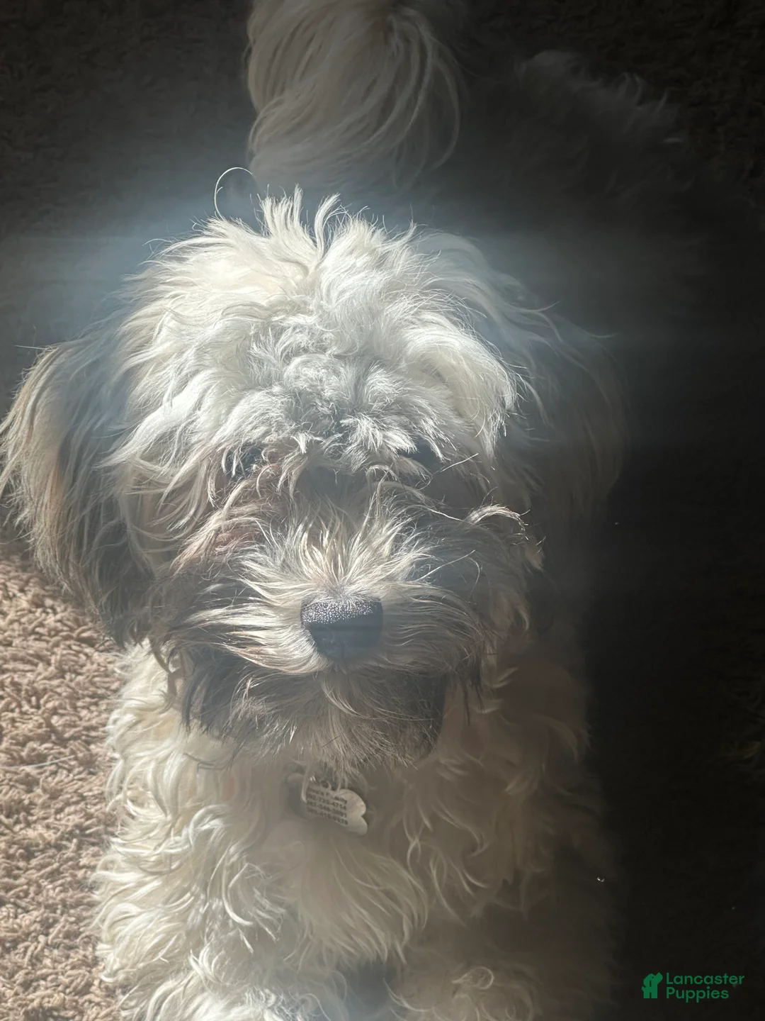 Mixed Breed dogs for sale: Mixed Breed Puppy 2 - Ad 4