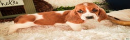 Basset Hound dogs for sale: Anya - Ad 3
