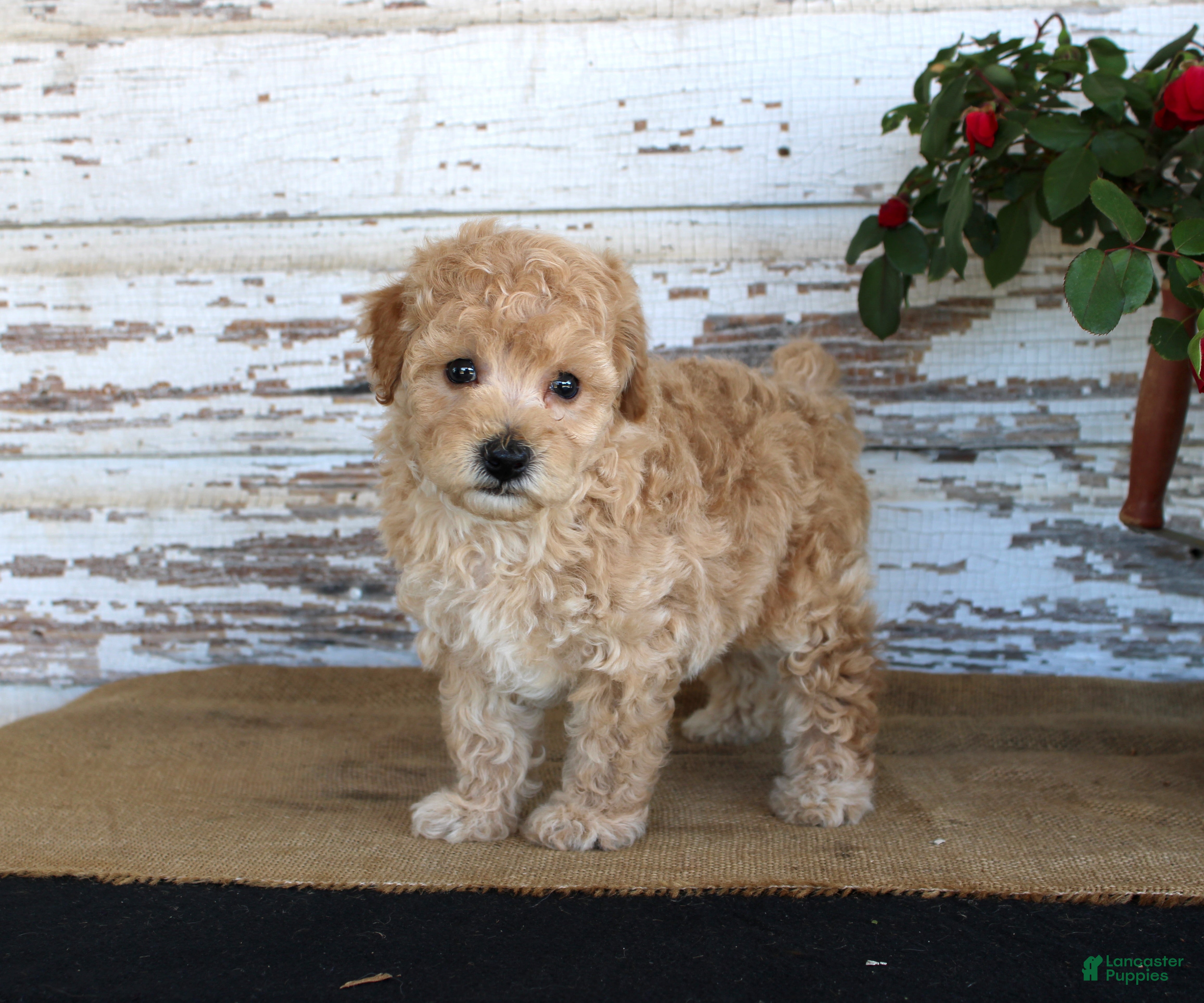 Miniature Poodle dogs Caramel - Ad 2