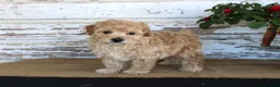 Miniature Poodle dogs for sale: Caramel - Ad 1