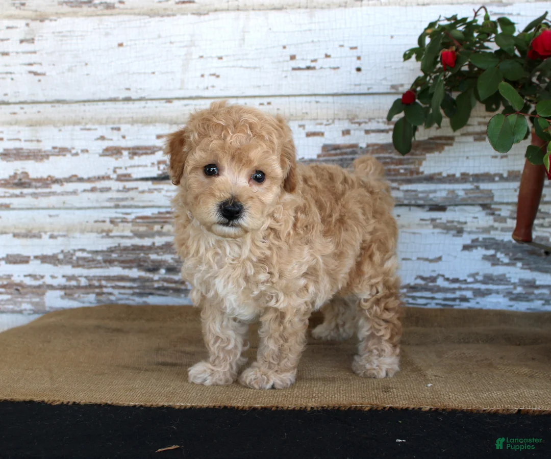 Miniature Poodle dogs for sale: Caramel - Ad 1