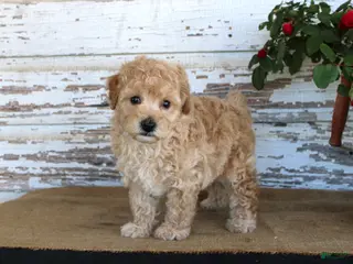 Miniature Poodle dogs Caramel - Ad 2