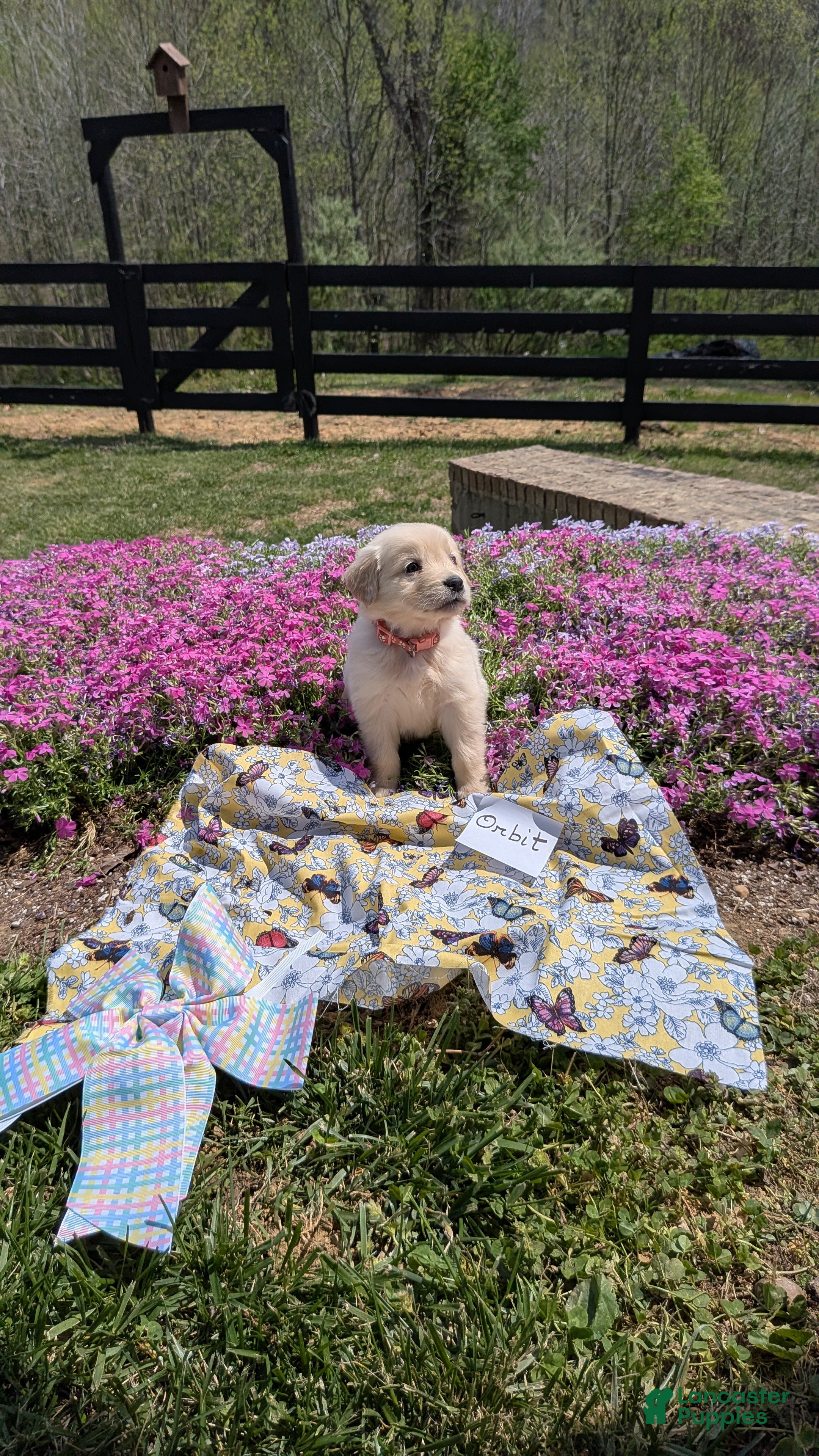 Golden Retriever dogs Orbit, AKC - Ad 1