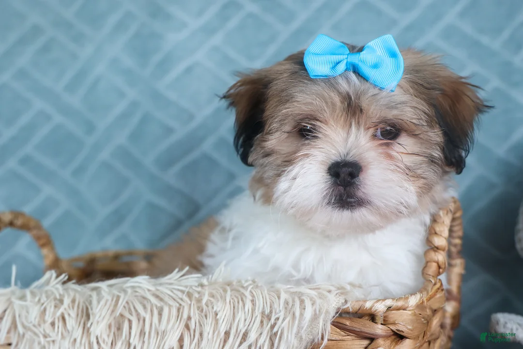 Teddy Bear dogs for sale: GIGI - Ad 3