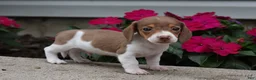 Miniature Dachshund dogs for sale: Brink - Ad 3