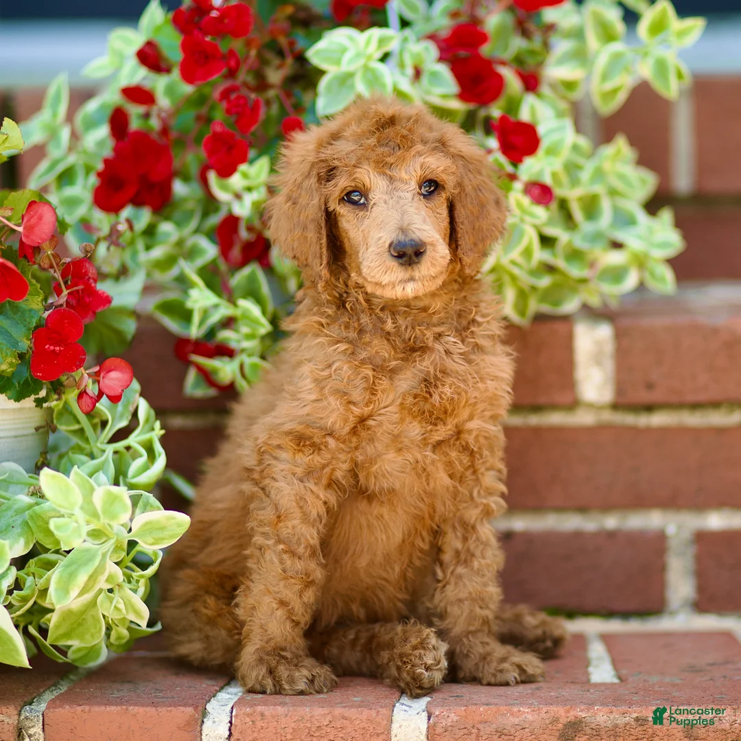 Standard Poodle dogs for sale: Mason - Ad 1