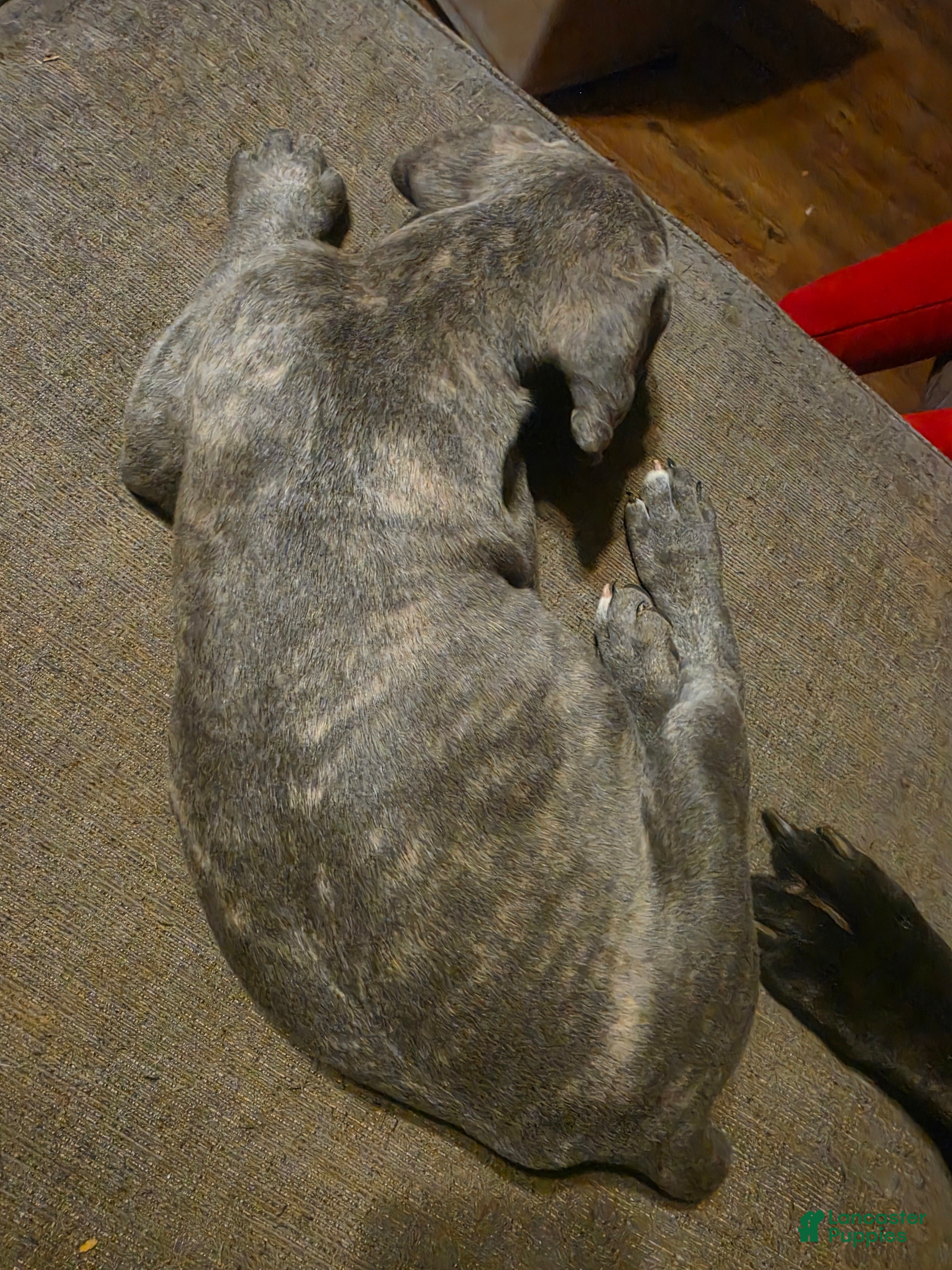 Cane Corso dogs Gray Male Brindle 2 - Ad 2