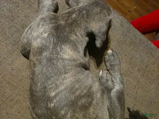Cane Corso dogs Gray Male Brindle 2 - Ad 2