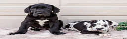 Great Dane dogs for sale: Lilac - Ad 7