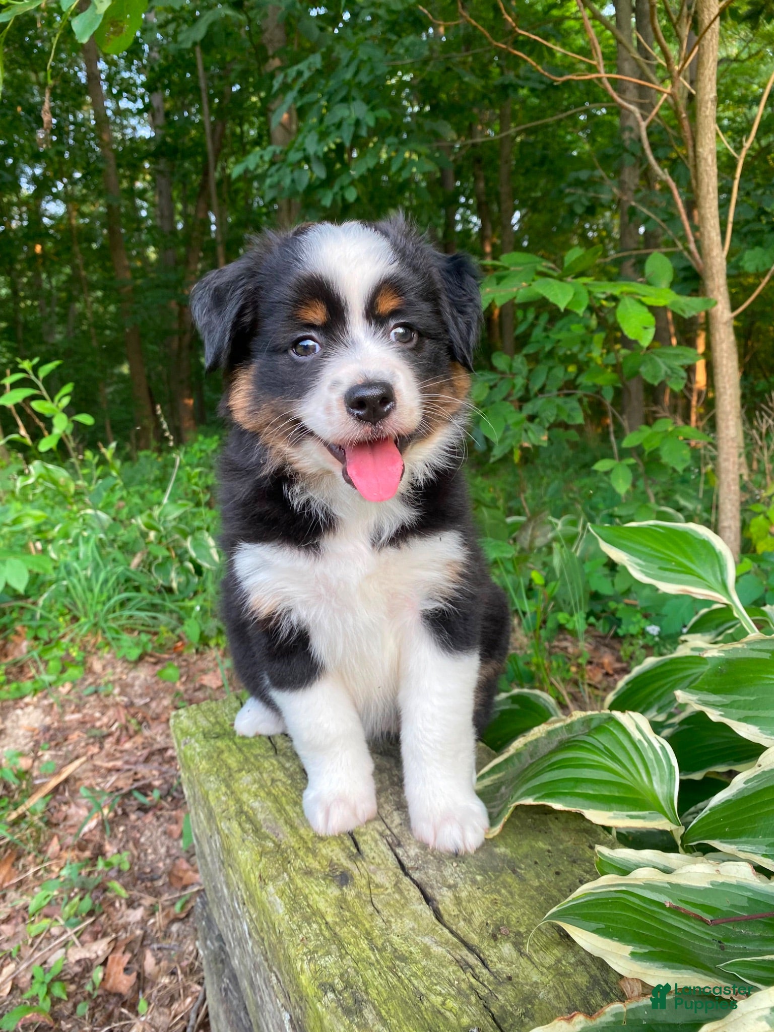Miniature Australian Shepherd dogs Bella (Natural Tailed) - Ad 2