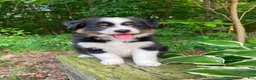 Miniature Australian Shepherd dogs for sale: Bella (Natural Tailed) - Ad 2