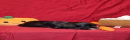 Cocker Spaniel dogs for sale: Jacqueline - Ad 3