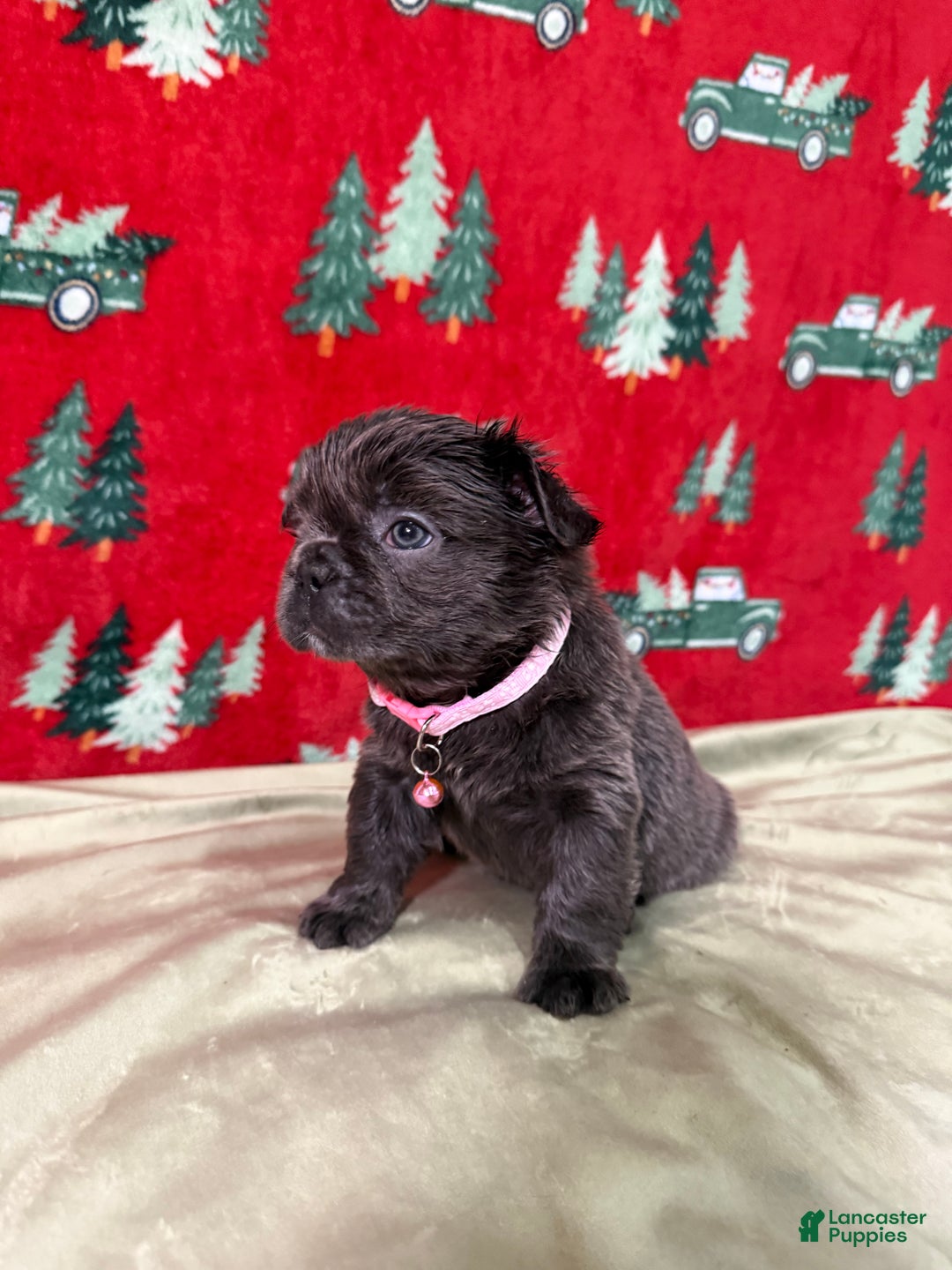 French Bulldog dogs for sale: 💗 Joy - Ad 1