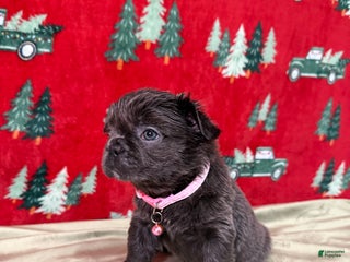 French Bulldog dogs 💗 Joy - Ad 42