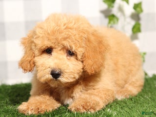 Bichpoo dogs - Ad 11