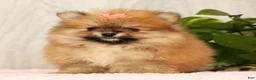 Pomeranian dogs for sale: Cinnamon - Ad 6