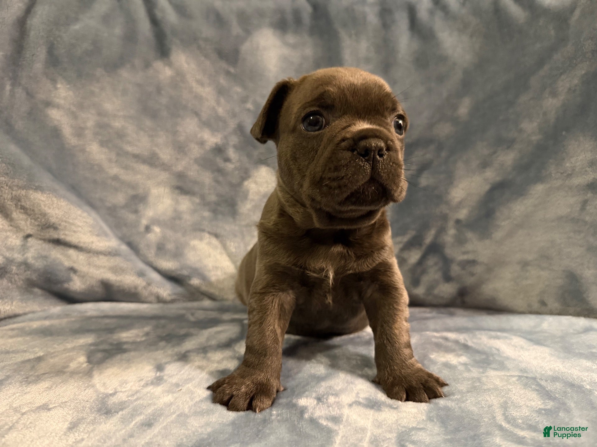 French Bulldog dogs for sale: French Bulldog 1 - Ad 2