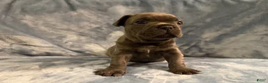 French Bulldog 1