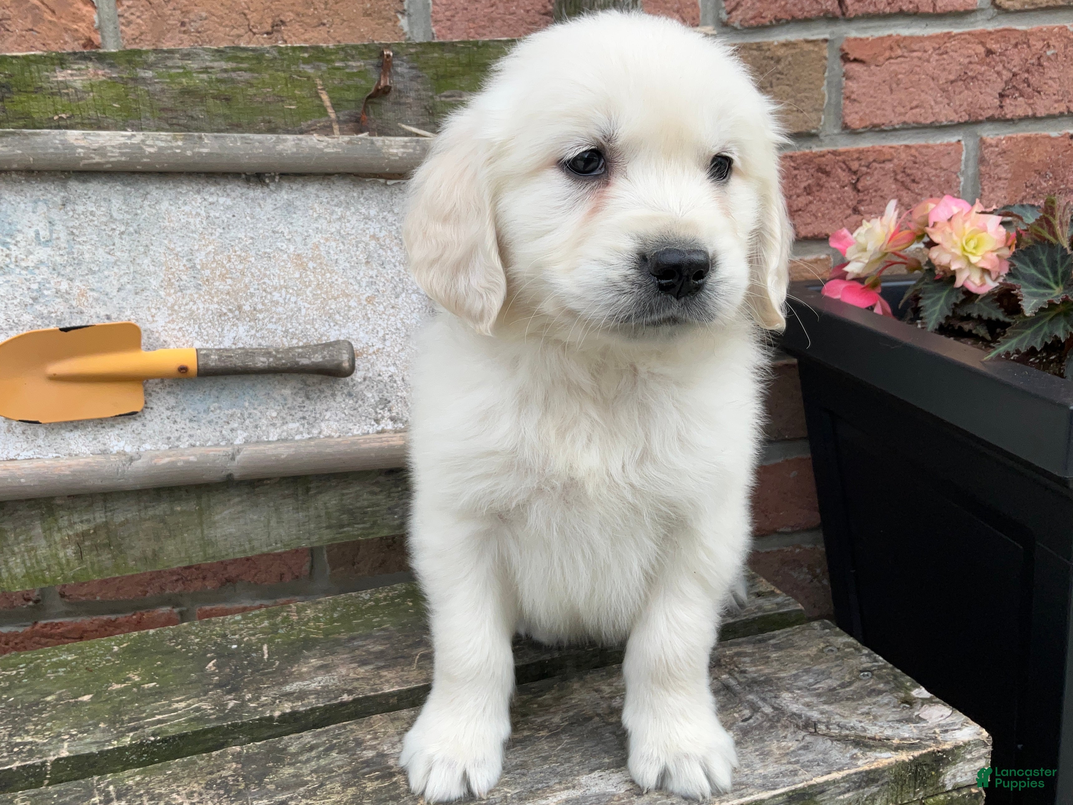 Golden Retriever dogs Joey - Ad 2