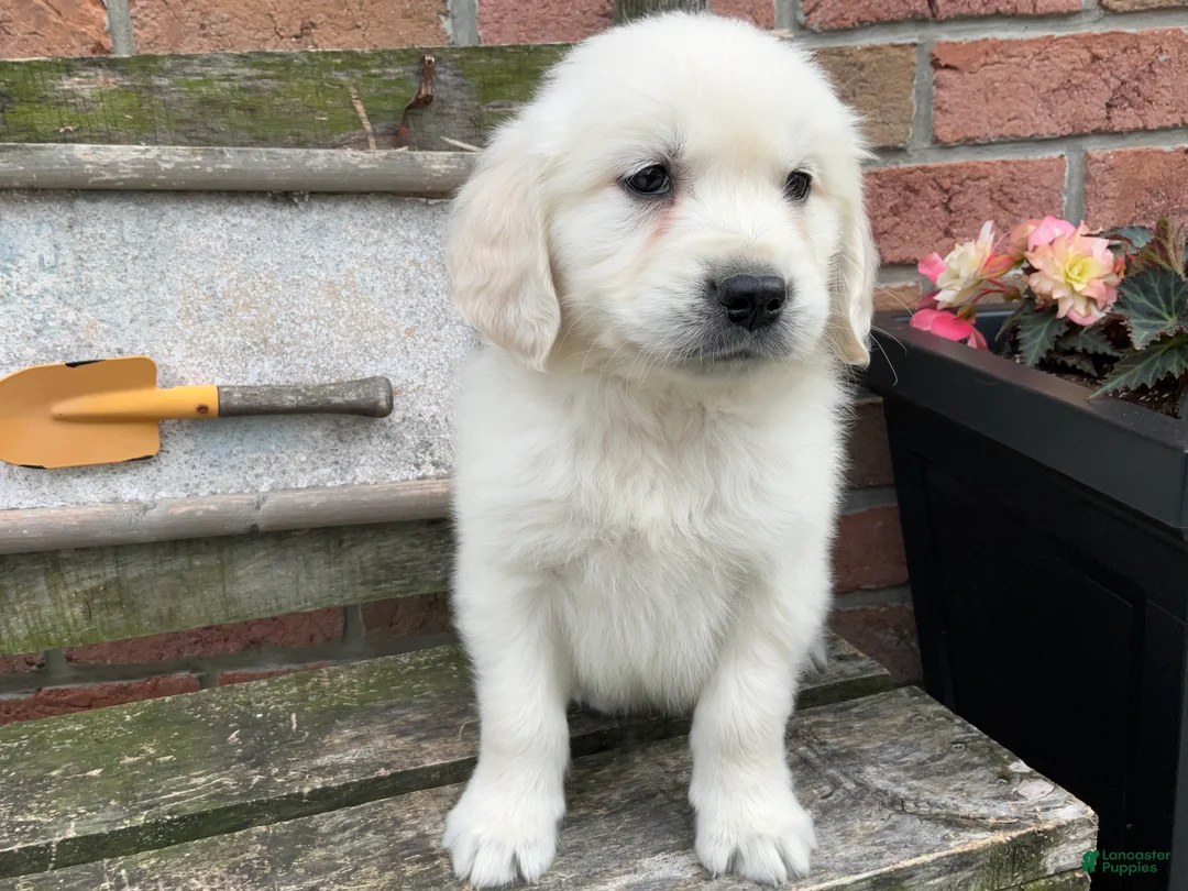 Golden Retriever dogs for sale: Joey - Ad 2