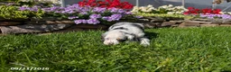 Cocker Spaniel dogs for sale: Anna - Ad 4