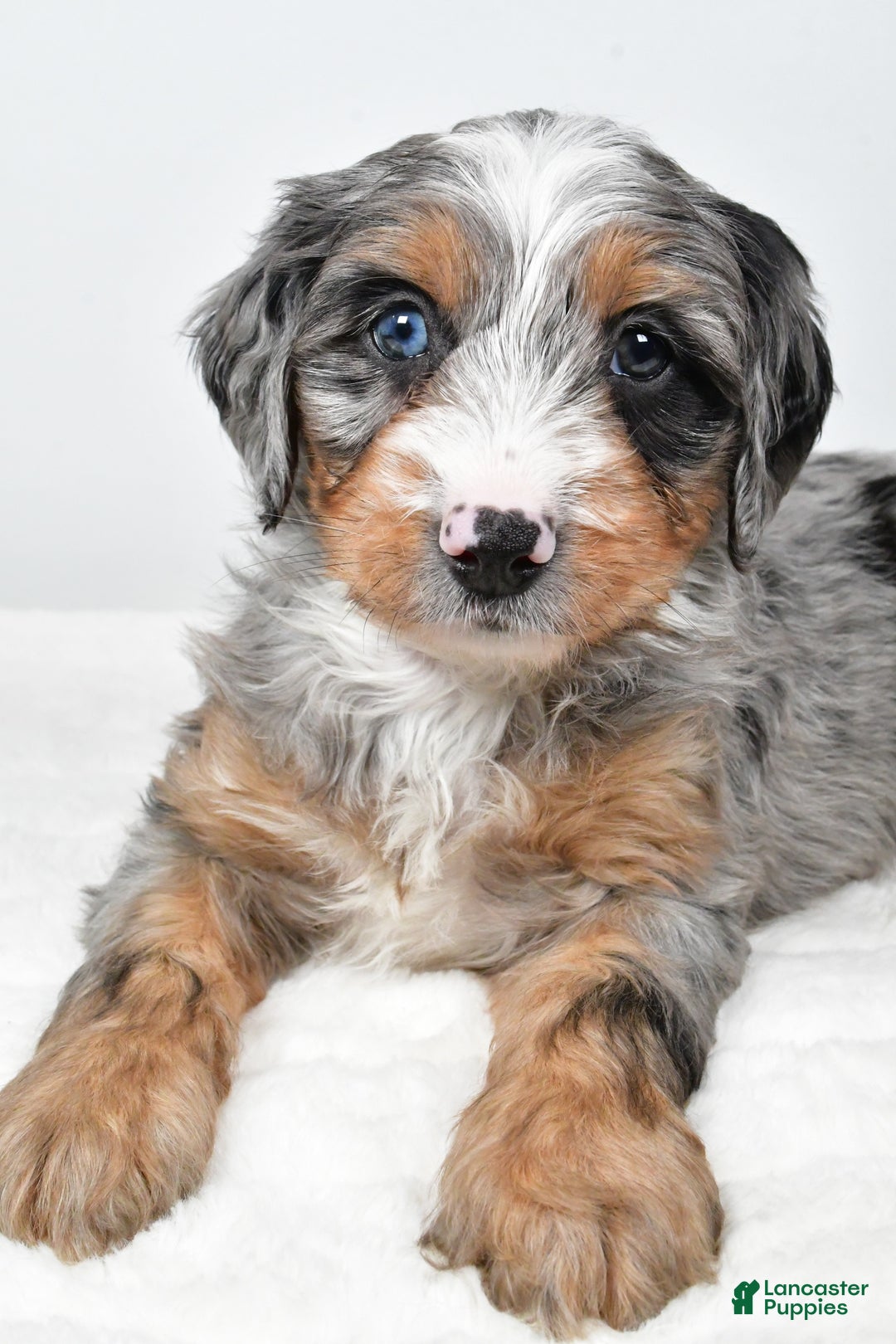 Mixed Breed dogs for sale: Grant - Ad 2