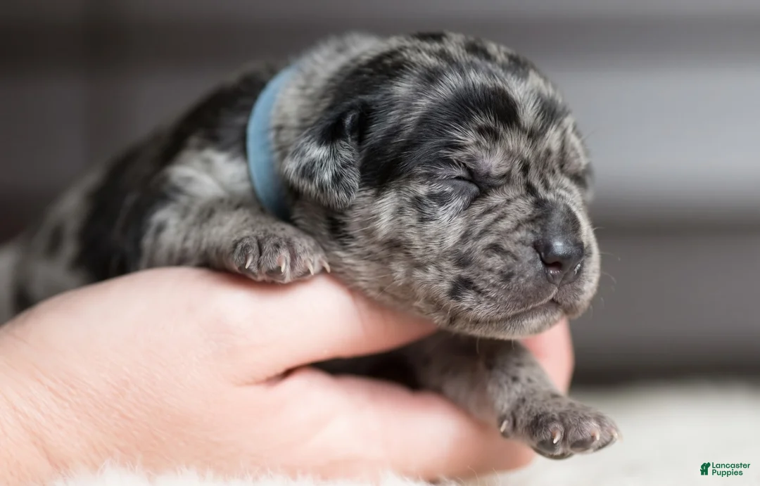 Cane Corso dogs for sale: Candy Coated Blueberry: North American Mastiff  - Ad 1