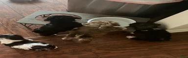 Gizmo
