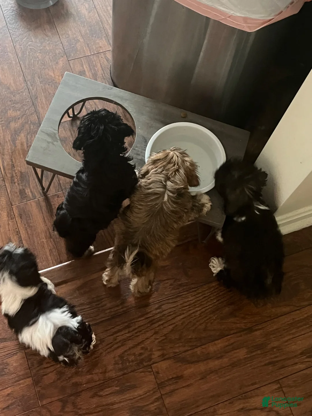 Mixed Breed dogs for sale: Gizmo - Ad 1