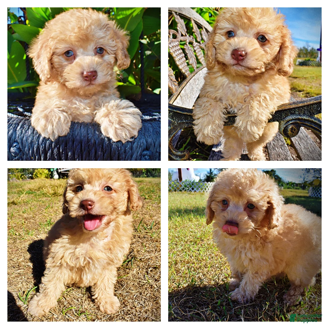 Havapoo dogs for sale: Dr. Pepper - Ad 1