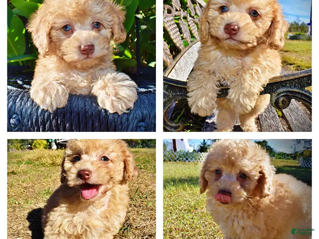 Havapoo dogs for sale: Dr. Pepper - Ad 1