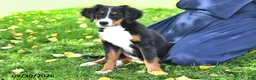 Bernese Mountain Dog dogs for sale: Kallia - Ad 5