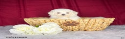 Bichon Frise dogs for sale: Candy - Ad 2