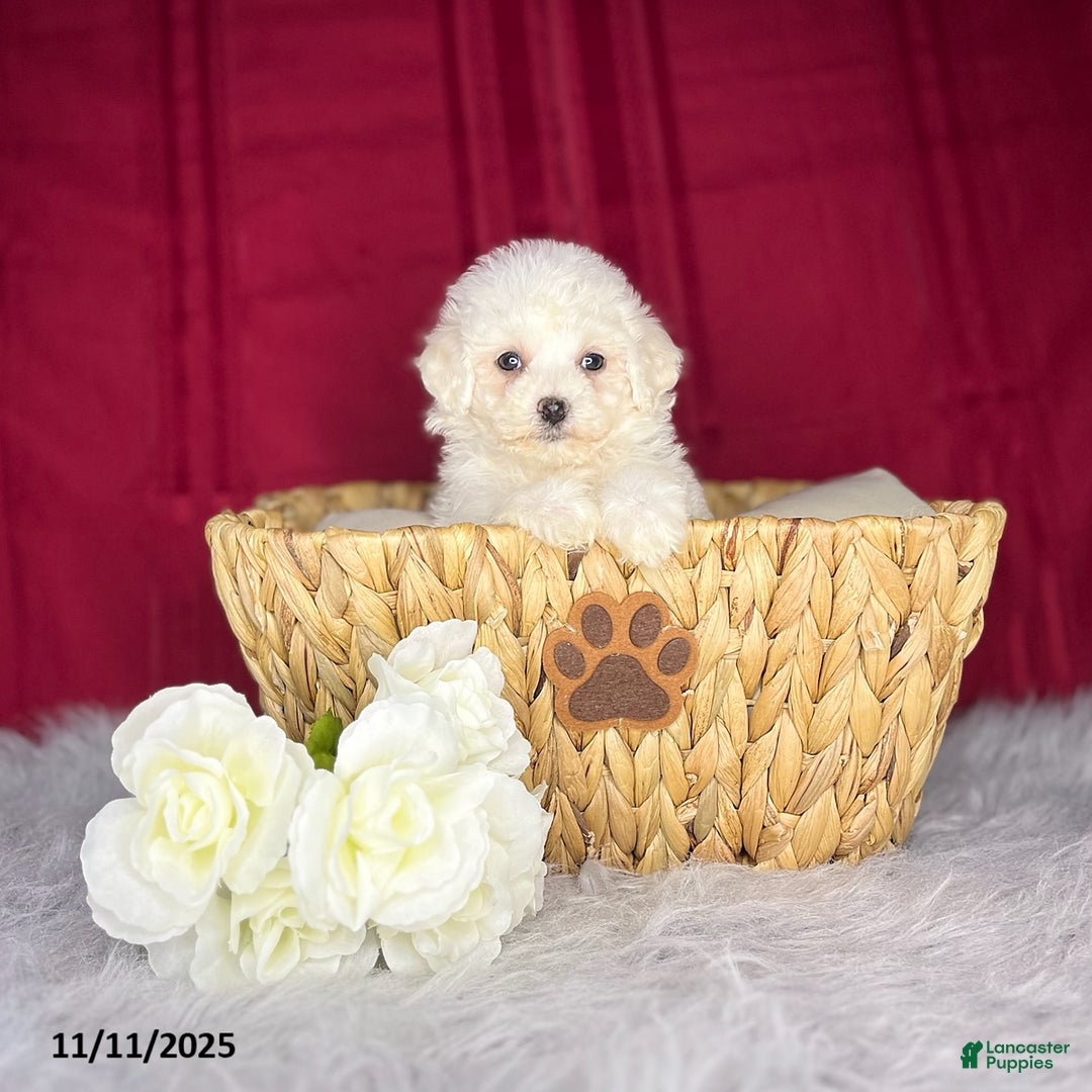 Bichon Frise dogs for sale: Candy - Ad 2